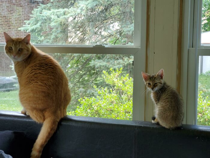 A large orange cat and a small tabby kitten on a window sill showing size comparisons of felines.