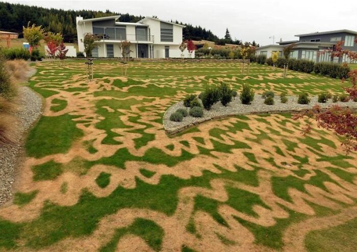 Cuando usas por accidente el spray equivocado en tu césped