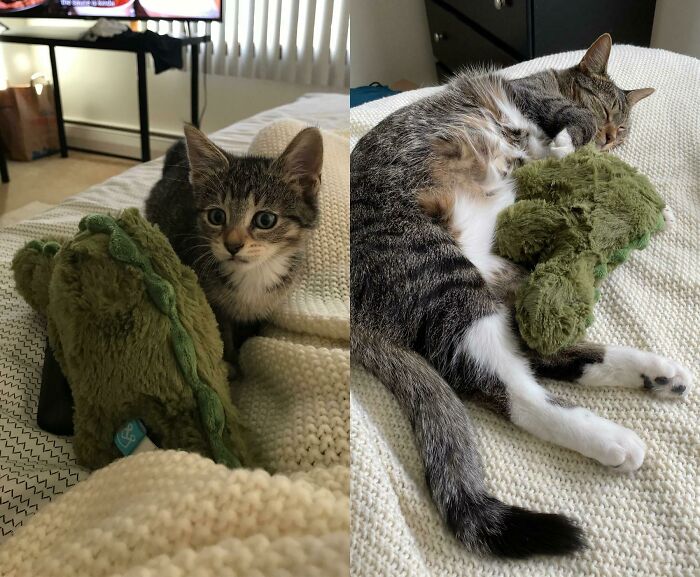 A split image shows a kitten next to a green dinosaur toy, and later, a grown cat sleeping with the same toy, illustrating size comparisons.