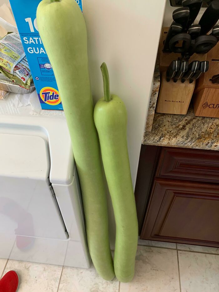 Two long, light green gourds stand vertically against a kitchen counter and washing machine, showing their surprising scale.
