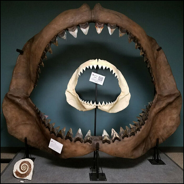 Two sets of shark jaws, one significantly larger than the other, are displayed against a dark background, highlighting their size comparisons.
