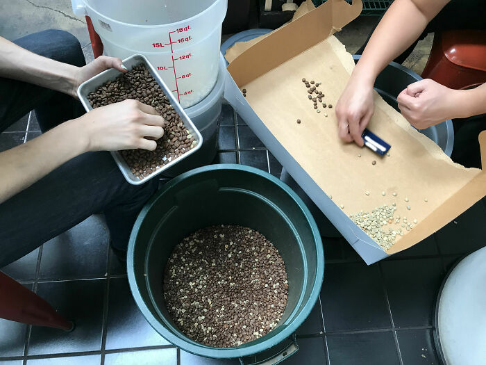 Trabajo en una pequeña cafetería. Mi jefe, distraído, vertió granos de café sin tostar en un lote de granos tostados. Aquí estamos separando 10.000 granos... a mano.