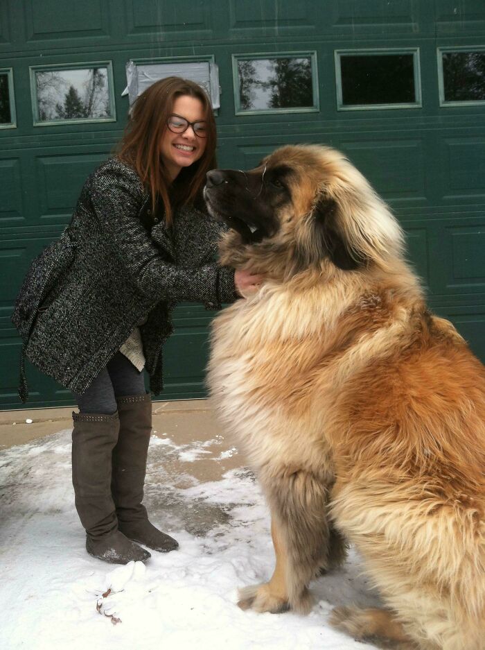 A happy person standing next to a very large fluffy dog in the snow, emphasizing their true scale and size comparison.