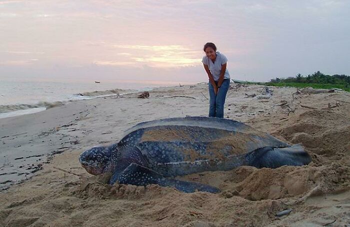 A woman stands next to a massive leatherback sea turtle on a sandy beach at sunset, showcasing its true scale.