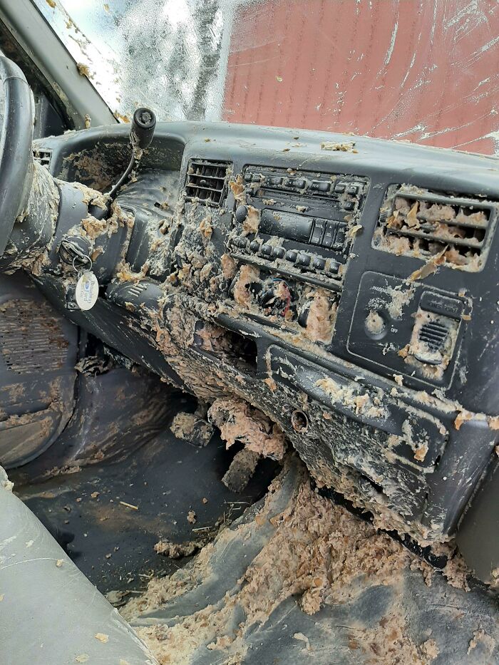 La vieja camioneta de mi papá fue embestida por un camión que transportaba puré de papas podridas a un corral de engorde de vacas. La ventanilla del pasajero estaba bajada.