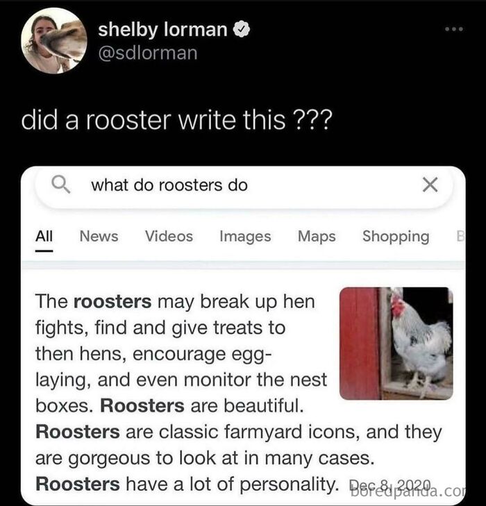 A screenshot of an oddly specific post asking if a rooster wrote the description of roosters from a search engine.