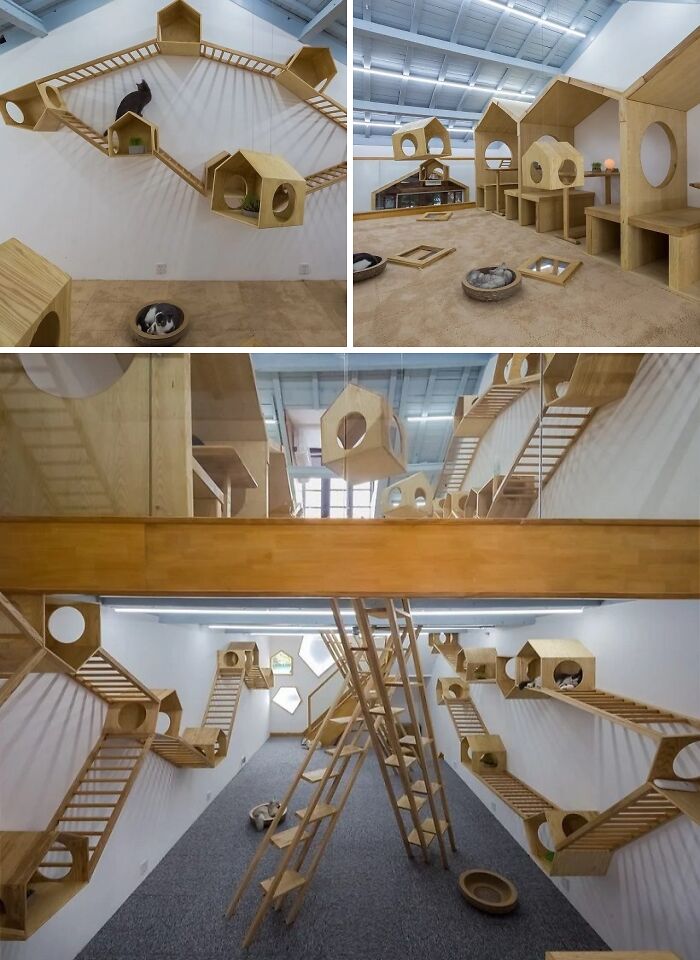 A brilliant design choice: an elaborate indoor cat playground with multiple levels and climbing structures.