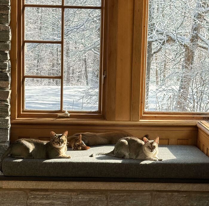 Three hilariously adorable cats basking in sunlight by a window, planning their next move. Winter scene outside.