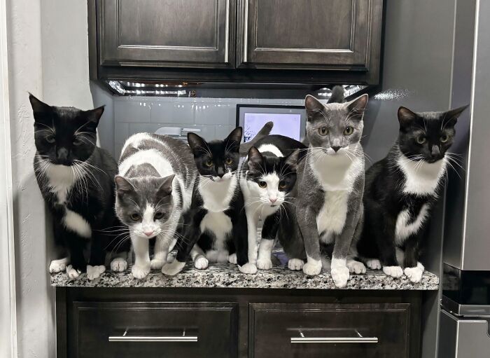 A council of six cats, a mix of black and white and grey and white, standing in a line on a kitchen counter.