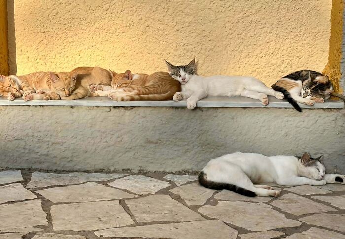 A group of hilariously adorable cats, some sleeping, some awake, caught planning their next move outdoors.