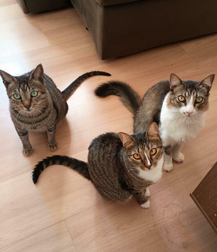 Three adorable cats with striking eyes caught planning their next move on a wooden floor.