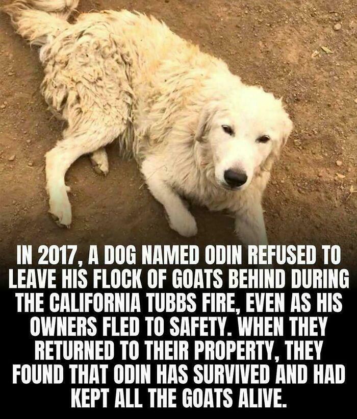 The Hero Named Odin