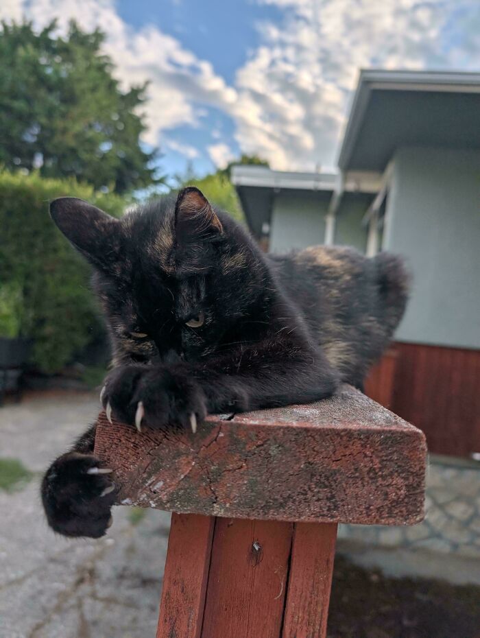 A tortoiseshell cat resting on a wooden railing showing off its cat claw.
