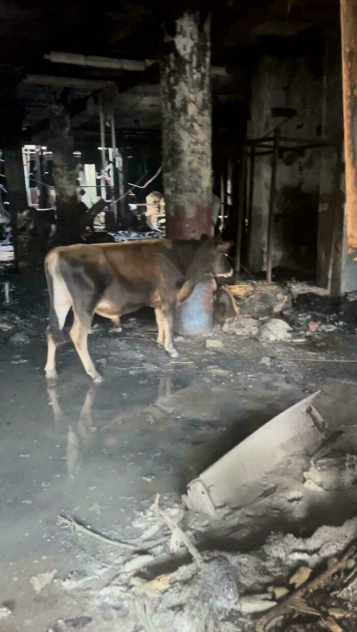 Urban explorers stumbled upon a cow inside a dark, waterlogged, and seemingly abandoned building.
