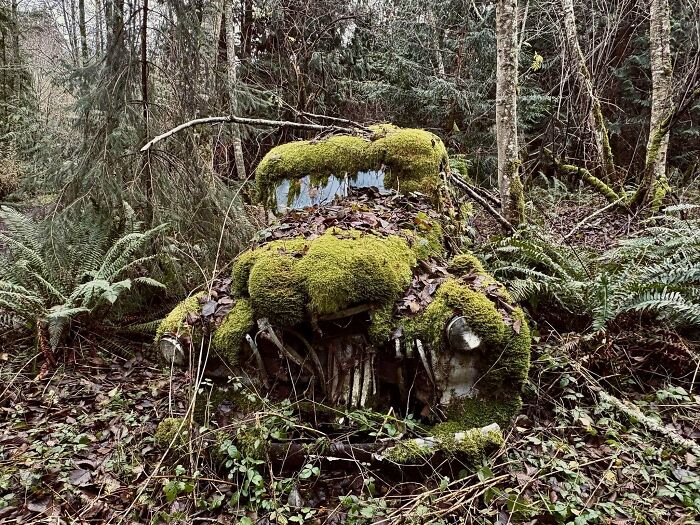 Urban explorers discovered a vintage car, completely overtaken by moss and foliage, hidden deep in the woods.