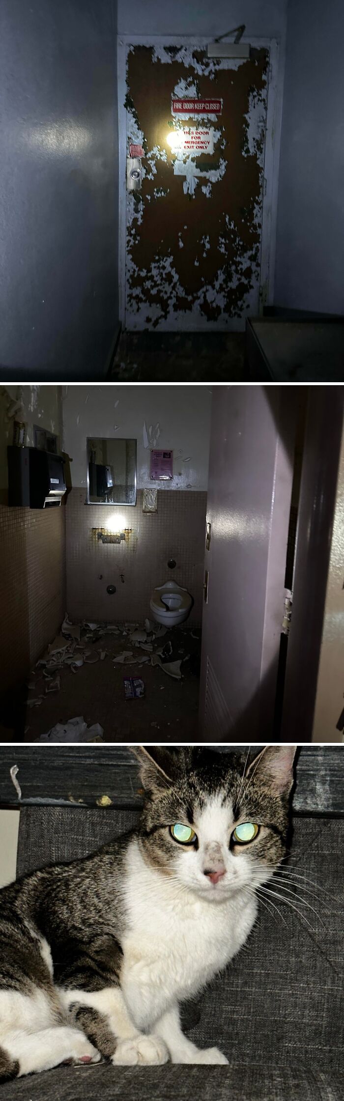 A peeling door with a fire sign, a dilapidated restroom, and a cat with glowing eyes, all unexpected things found by urban explorers.
