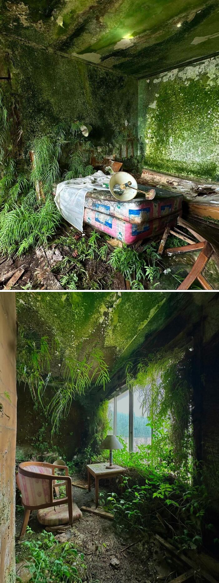 Urban explorers came across a room overgrown with plants and moss, unexpected things they never expected to find.