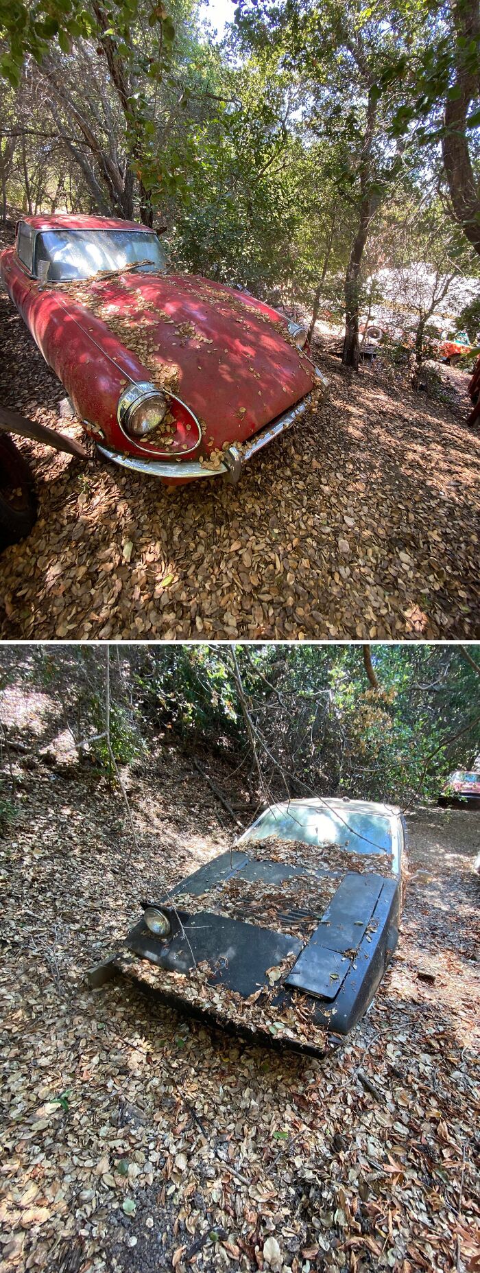 Urban explorers stumbled upon two unexpected vintage cars, overgrown with foliage and covered in fallen leaves.