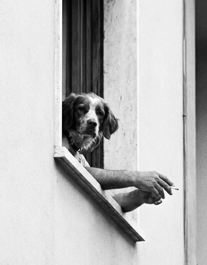 A black and white street photo of a dog peering out of a window with a person's arm holding a cigarette, capturing intriguing animals.