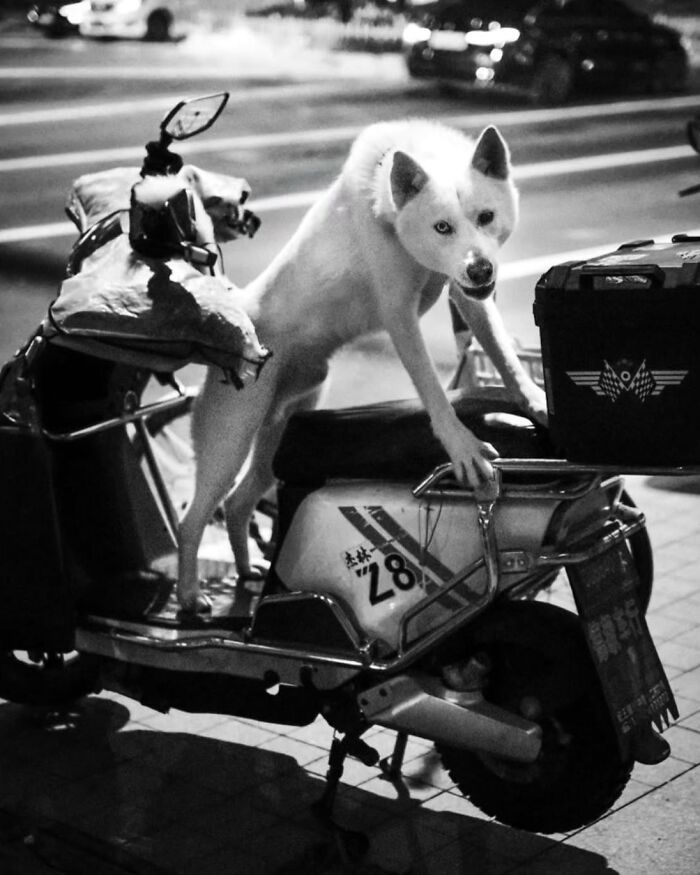 A black and white street photo of a white dog with blue eyes standing on a scooter, a captivating animal moment.