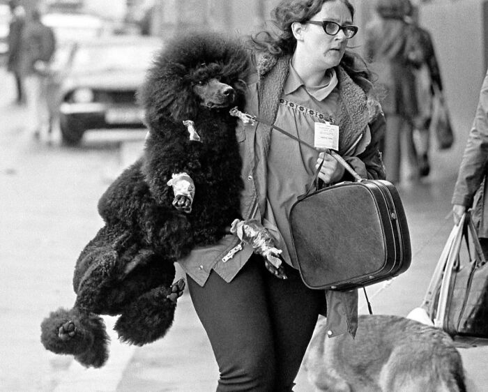 A black and white street photo by PSP captures a woman carrying a poodle, showcasing animals in street photography.