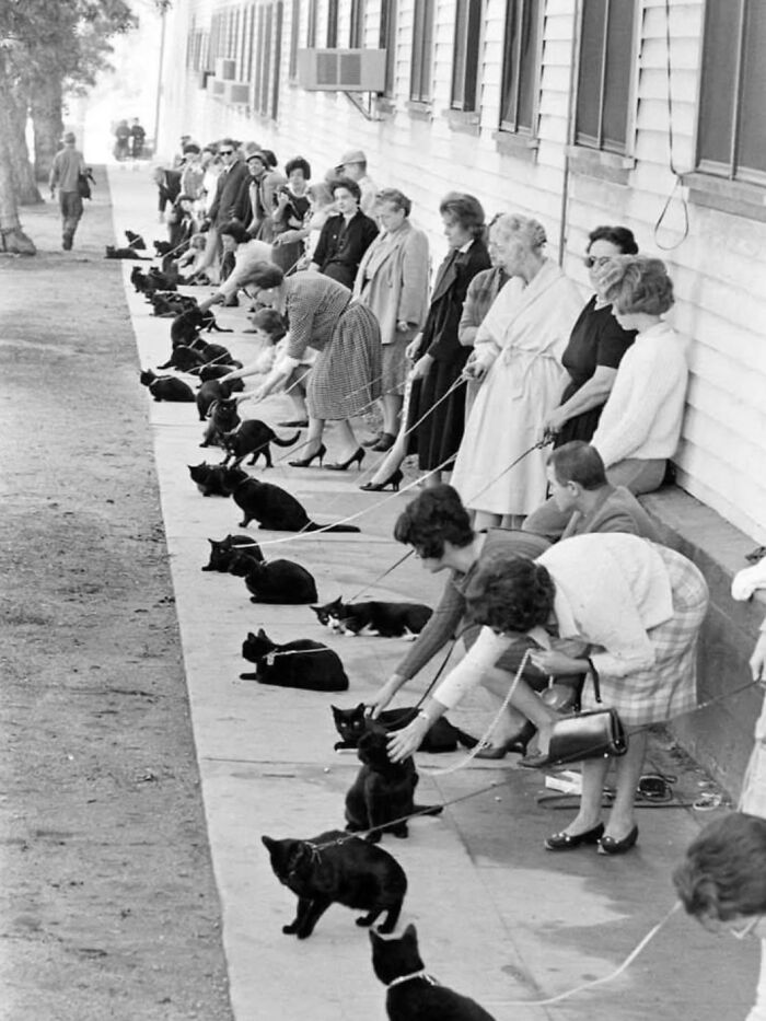 A line of people with their cats on leashes along a sidewalk, a unique street photo of animals.