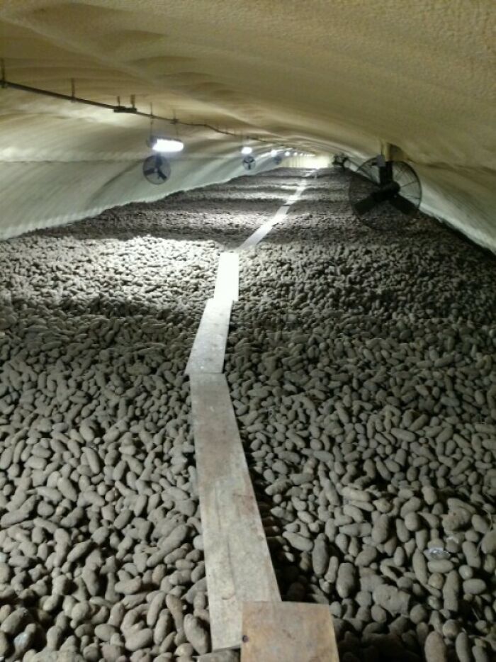 Photos of the USA: a cavernous indoor storage facility filled with countless potatoes, showcasing a unique agricultural sight.