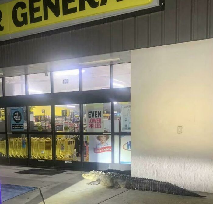 A large alligator rests outside a store entrance in the USA, a wild photo capturing the country's diverse wildlife.