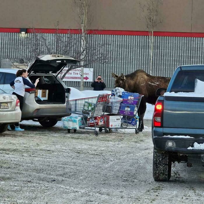 A wild moose stands next to shopping carts in a snowy USA parking lot, showcasing the USA's diverse environments.