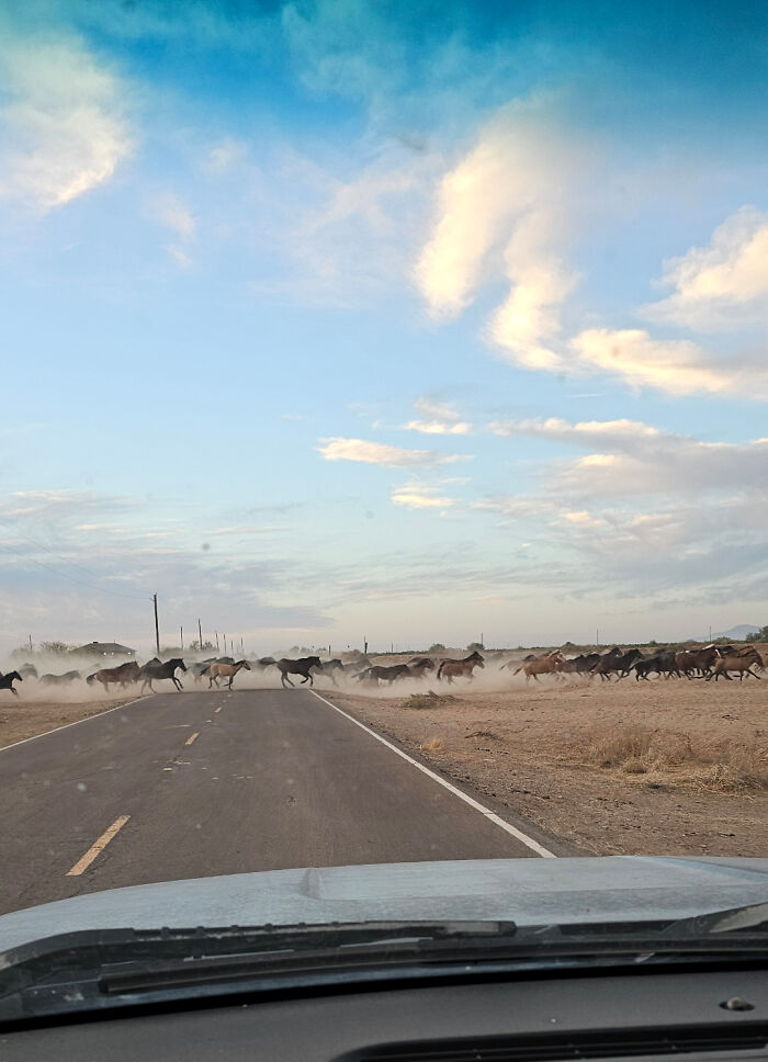 Wild horses running across a dirt road, viewed from a car, showcasing the diverse landscapes of the USA.