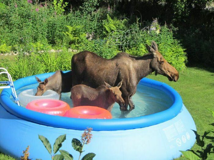 Photos of the USA: A large moose and two calves cooling off in a blue backyard inflatable pool.