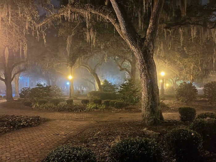 Misty park at night with Spanish moss hanging from trees, illuminated by lampposts, capturing the diverse USA.