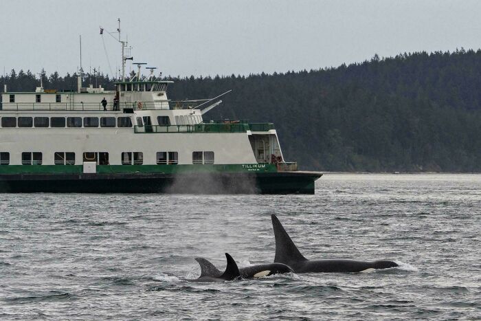 Fascinating photo of USA wildlife with a ferry and orcas in the water, showcasing different views of the country.