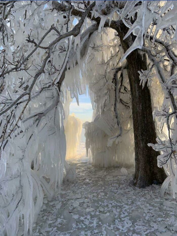 An ethereal scene of ice-covered trees, making for one of the wildly different photos of the USA.