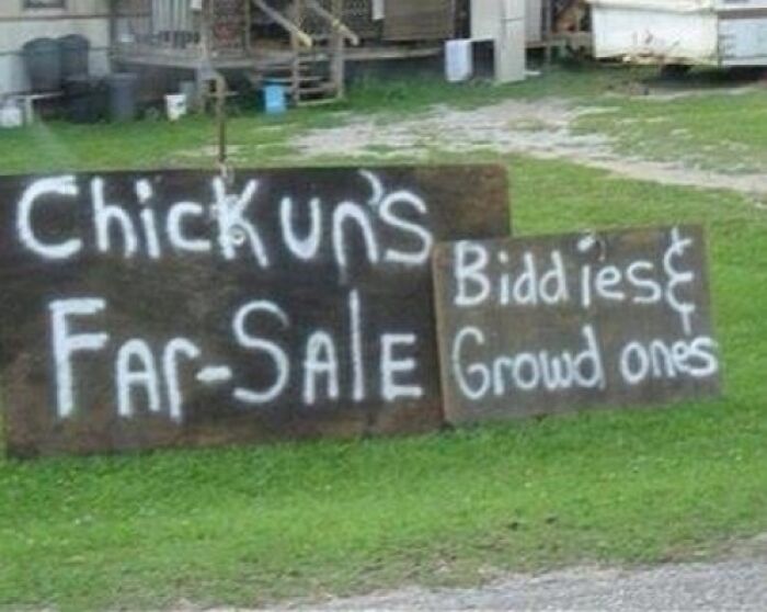 A handwritten Chickuns Far Sale sign on a lawn in the USA, offering biddies and growd ones. Photos of the USA.