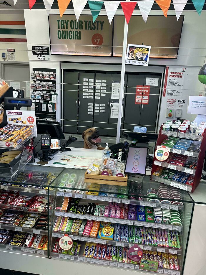 A convenience store counter with a dog peeking over, featuring posts an Aussie would understand.
