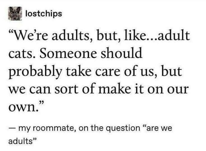 A funny example of people being way too specific, comparing adults to adult cats.