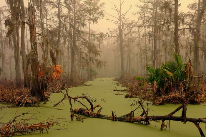 A misty swamp with green water and cypress trees, one of many different photos of the USA.