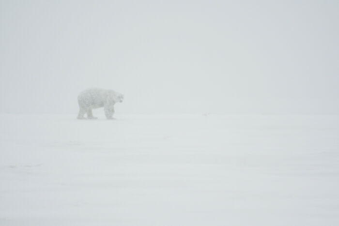 A polar bear barely visible in a snowstorm, highlighting the vastly different photos of the USA.