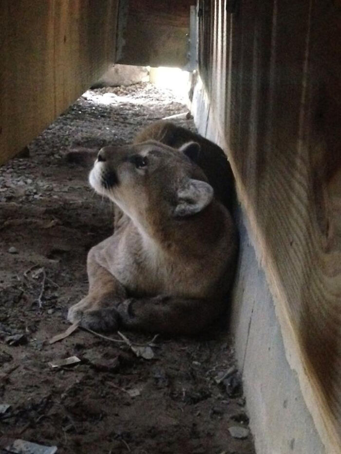 A wild cougar lying down beneath a structure, looking up, highlighting the diverse wildlife in the USA.