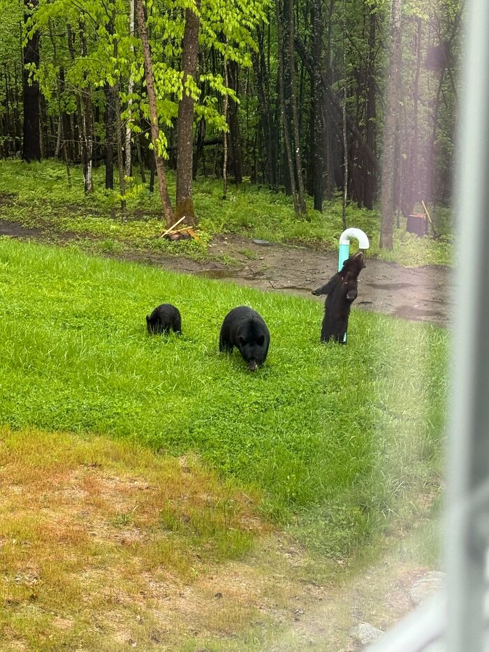 Three black bears in a grassy yard, one standing on its hind legs, a wild moment in USA photos.