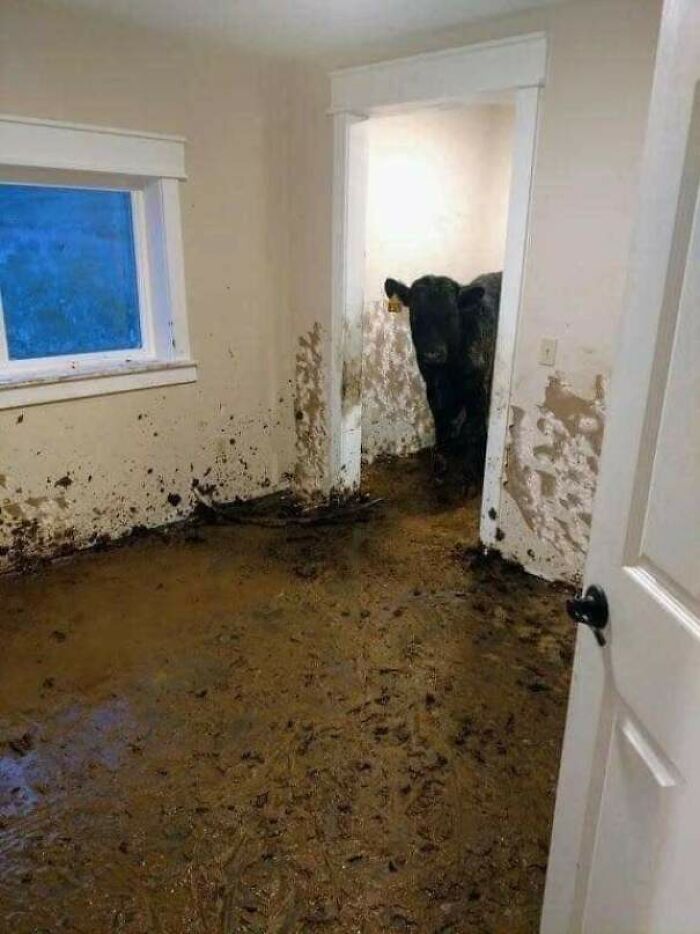 A black cow stands in a muddy room, an unusual and wild sight in the USA photos.