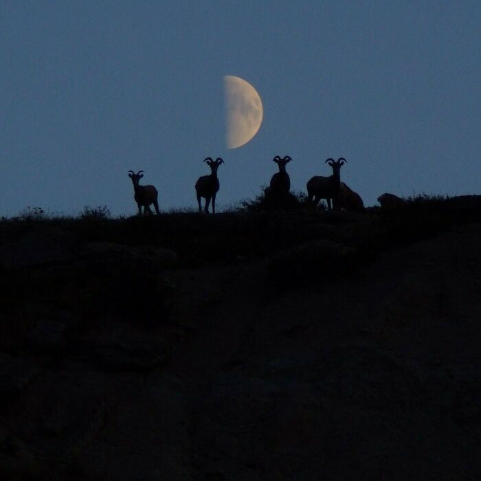 Silhouetted sheep on a hill against a half moon, showcasing the diverse photos of the USA.