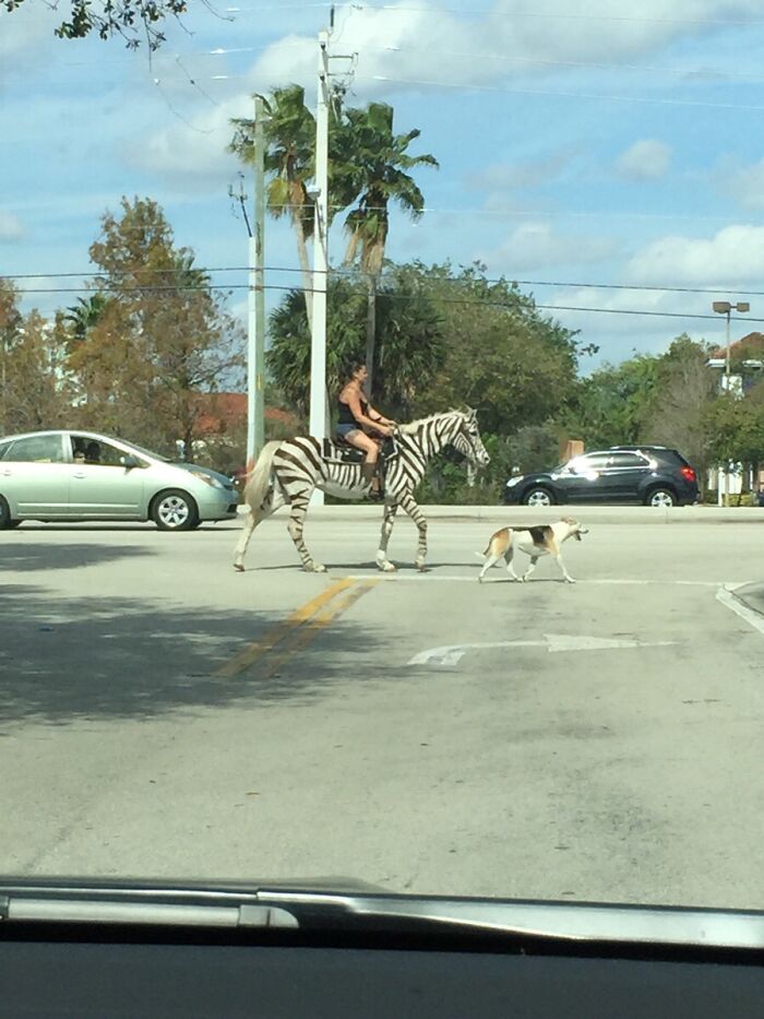 A woman riding a zebra with a dog walking beside them at a crosswalk, highlighting a wildly different photo of the USA.