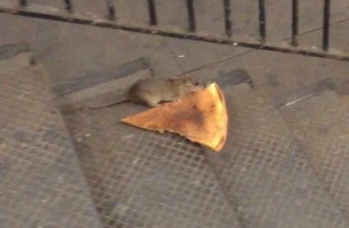 A small rat dragging a slice of pizza on a staircase, among the fascinating photos of the USA.