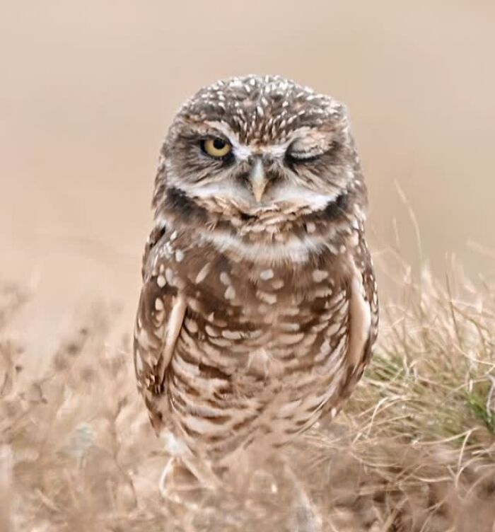 A winking owl with brown and white speckled feathers, perched on dry grass, showcasing a mesmerizing wildlife moment.