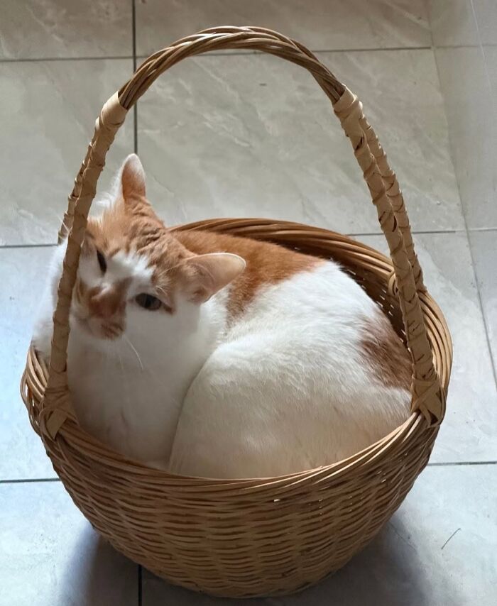 Fluffy white and orange cat curled up inside a wicker basket, a cute cat photo.