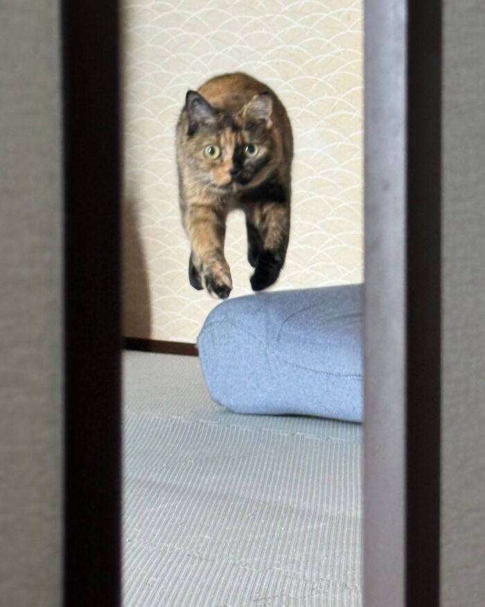 Funny cat photos: A tortoiseshell cat is captured mid-air, jumping towards the camera, cute cat photos.