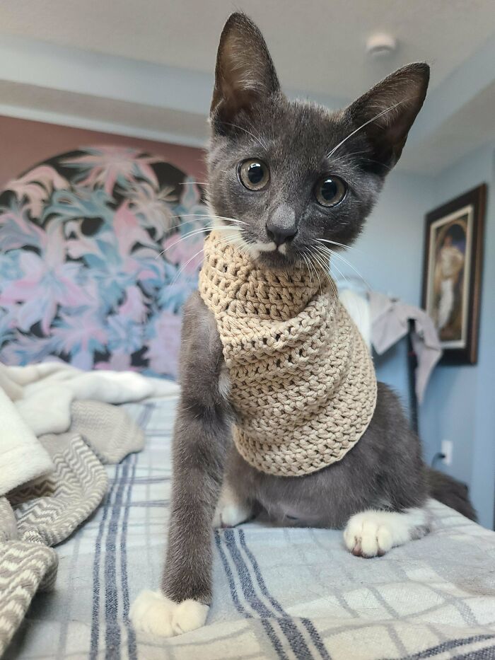 Gray cat wearing a beige crochet vest indoors