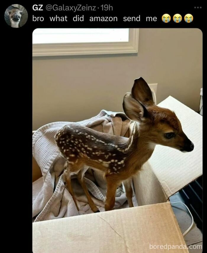 A social media post featuring a baby deer in a cardboard box, an example of cringe posts.